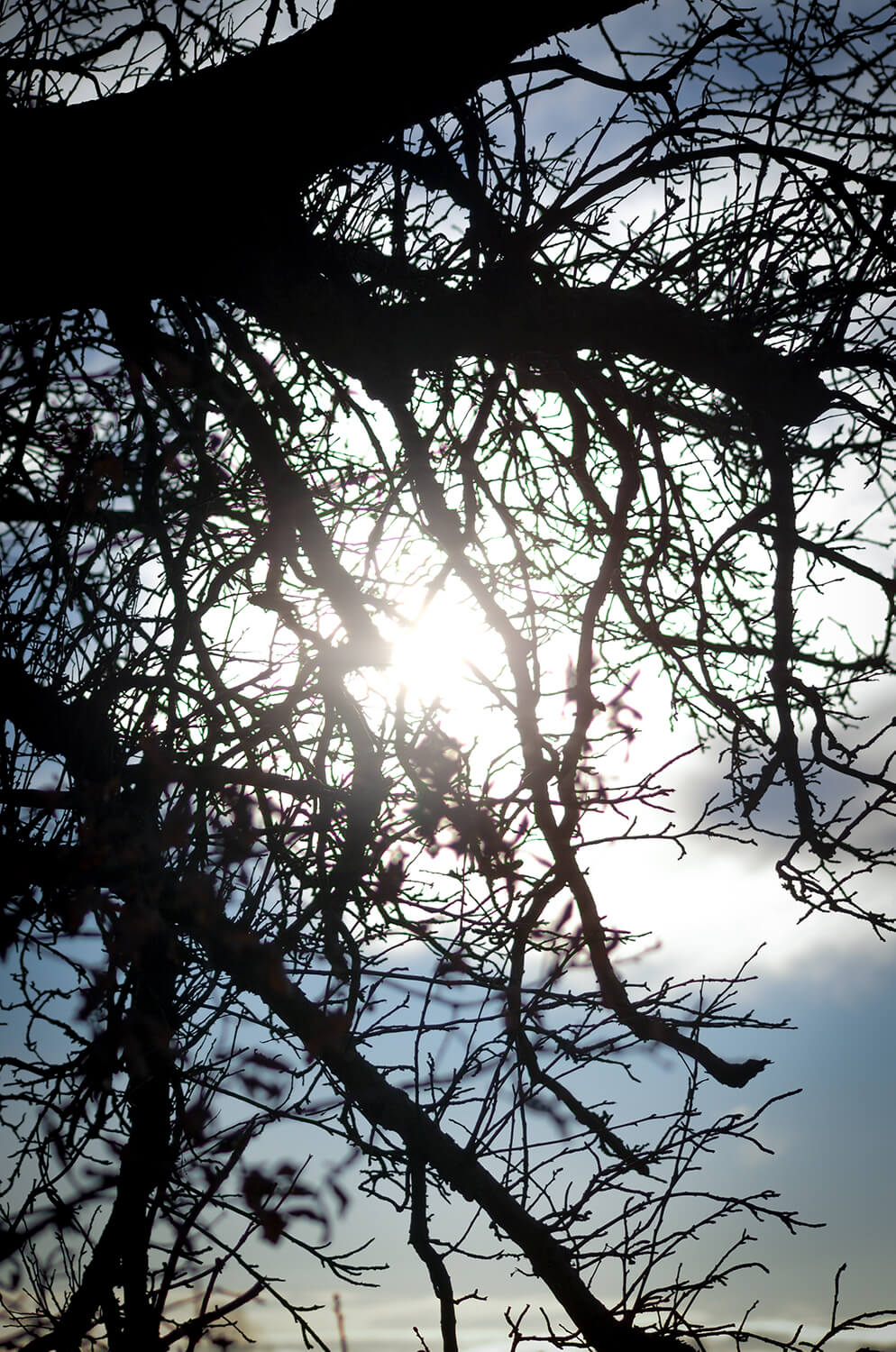 Uralter Obstbaum mit vielen kleinen Ästen