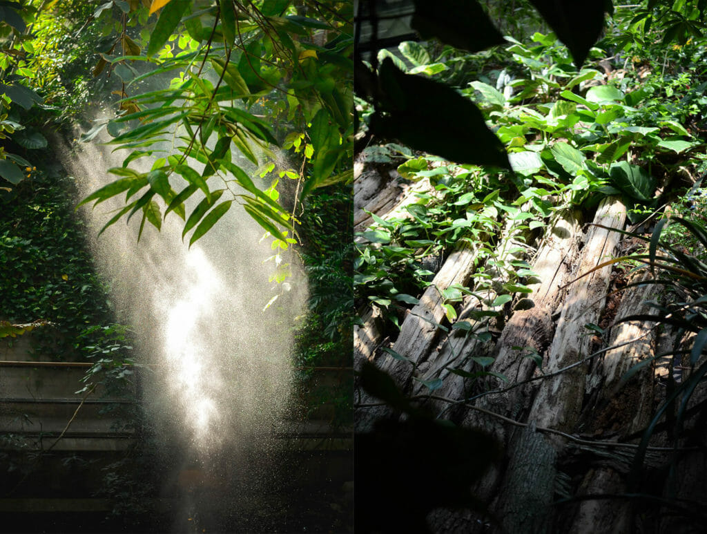Vormittags bricht sich das Licht der Sonne in den feinen Wassertropfen des Geysirs. Das müsst ihr in der Biosphäre fotografieren - unbedingt!