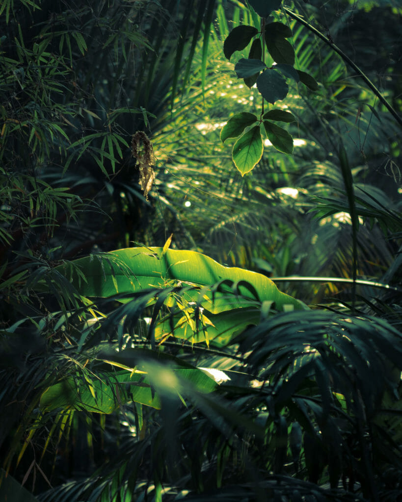 Licht fällt durch den "Dschungel" auf Blättern in der Biosphäre.