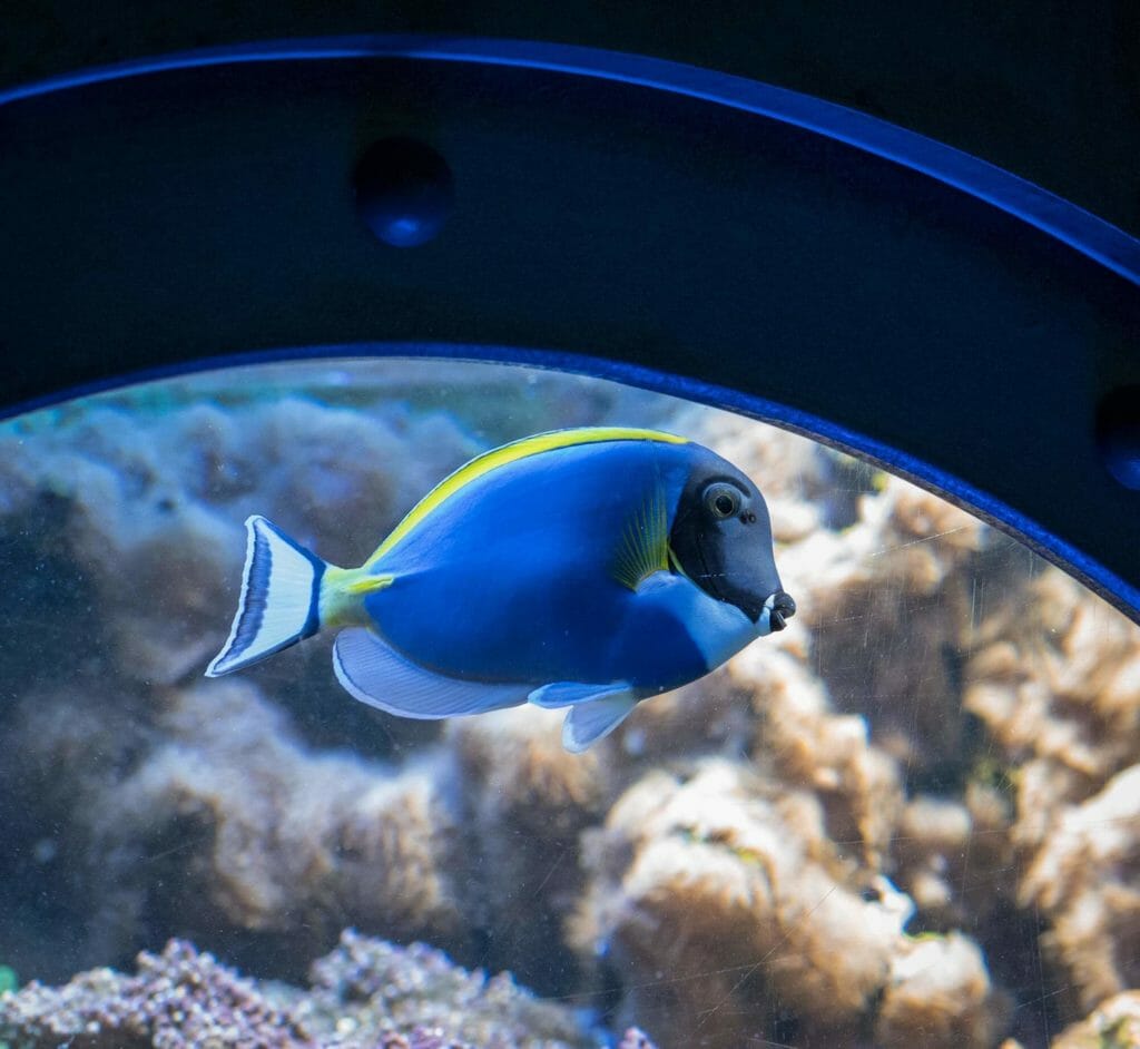 In der Aquasphäre findet ihr Aquarien, die wie eine Art Bullauge in einem "U-Boot" eingebaut sind.