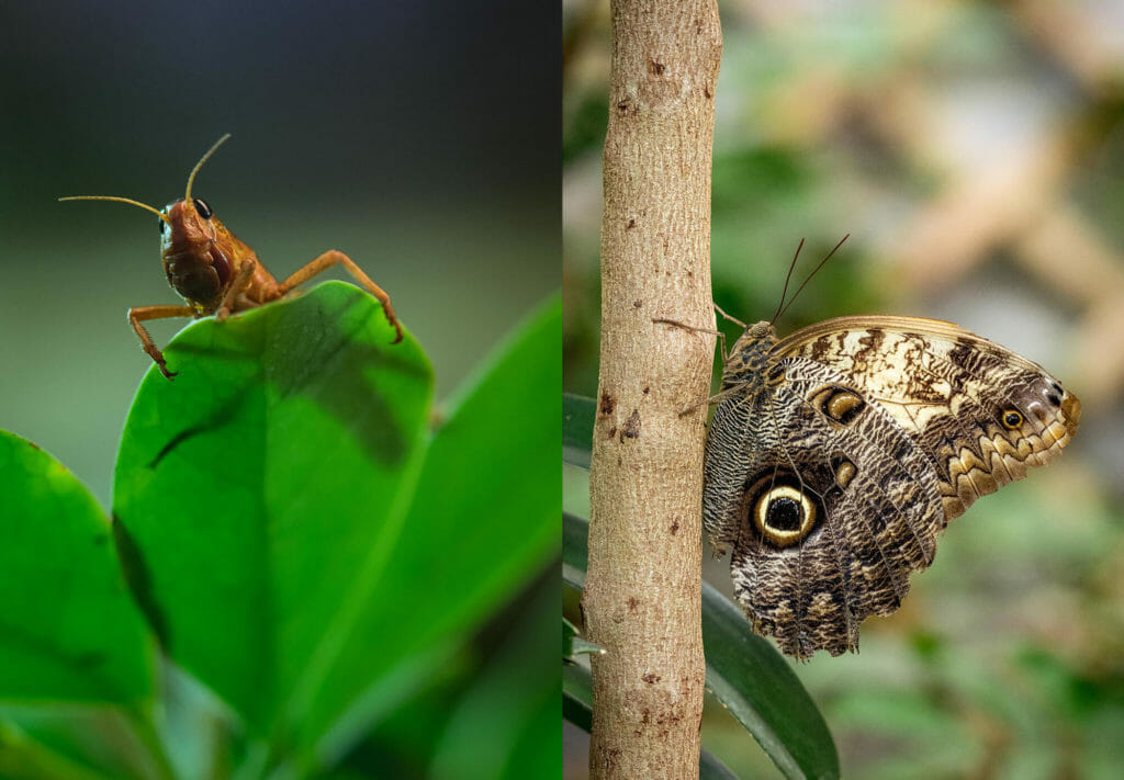 Insekten ganz nah in der Biosphäre. Fotografiert ihr sie gerne?