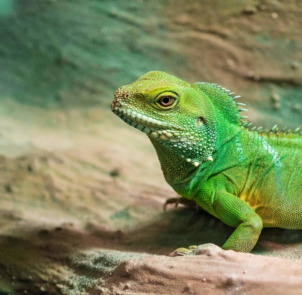 Ein Leguan, den ihr ganz zu Beginn des Rundgangs in der Biosphäre in Potsdam finden könnt.