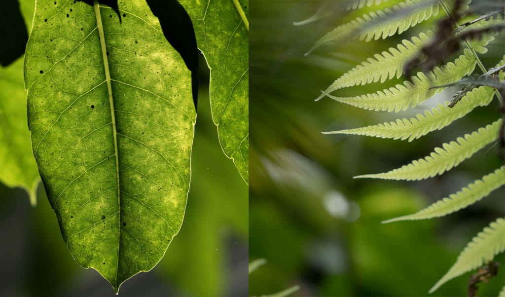 Makro-Fotografie in der Biosphäre in Potsdam. Das Licht, das durch die Blätter scheint, ist perfekt für Marko-Fotos.