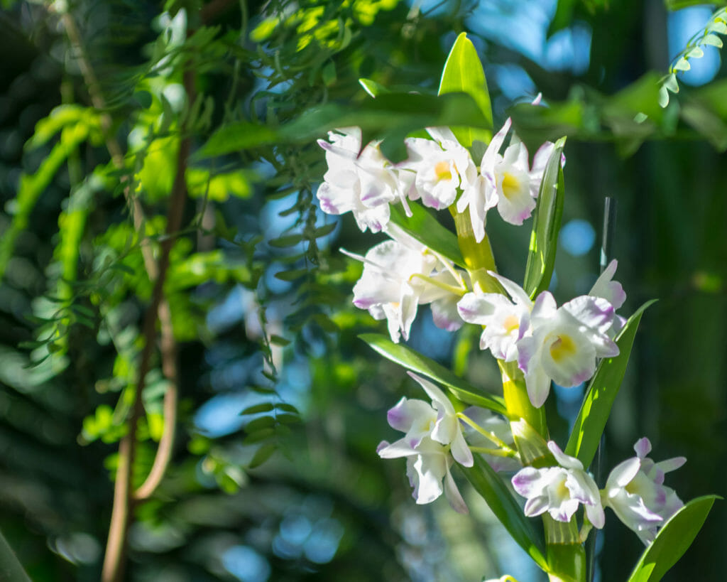Die Orchideenblüte in der Biosphäre ist zeitlich begrenzt.