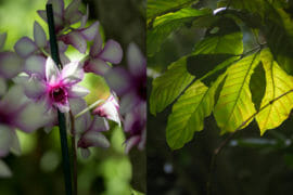 Das Licht ist überall, es bringt die Blätter zum Leuchten. Pflanzen fotografieren in der Biosphäre ist eine wahre Wonne.