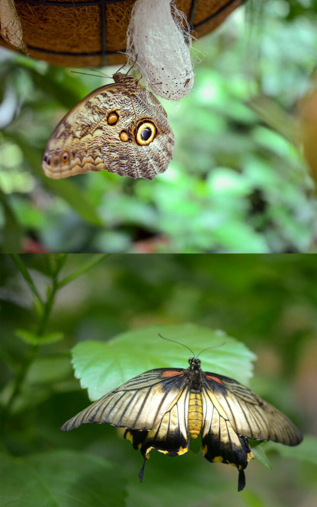 Schmetterlinge fotografieren in der Biosphäre macht Spaß, braucht manchmal aber ein ruhiges Händchen.