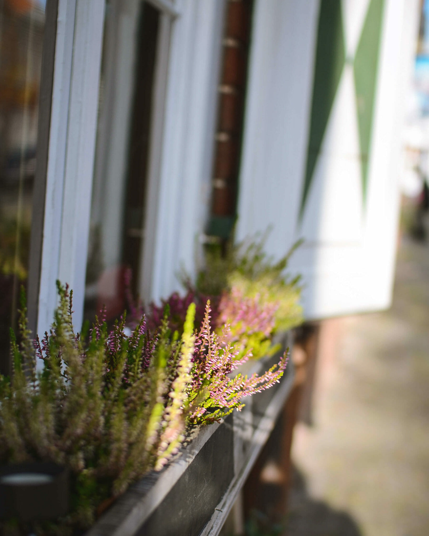 Astern am Fenster im Holländischen Viertel