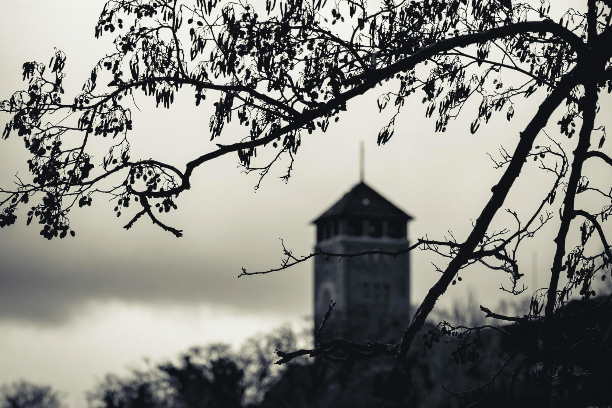 Blick auf den Brauhausberg im Dezember