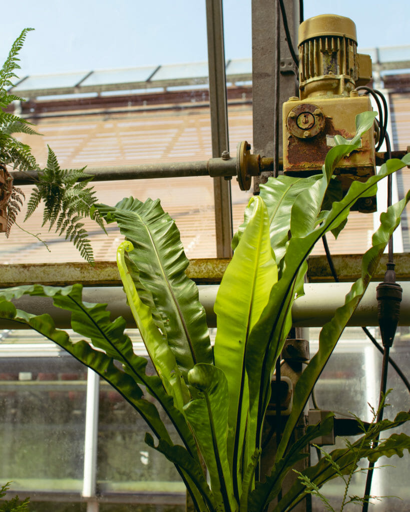 Rohre, Fenster und Schaltungen im Gewächshaus des Bontanischen Garten